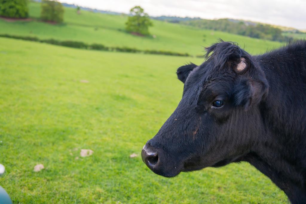 Huntlands Farm Bed & Breakfast Bromyard Dış mekan fotoğraf