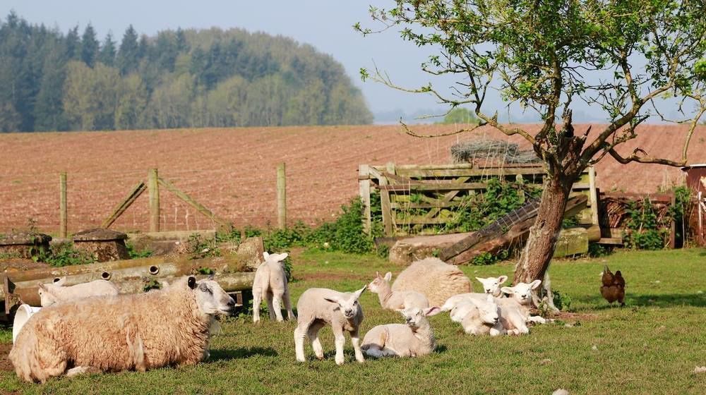 Huntlands Farm Bed & Breakfast Bromyard Dış mekan fotoğraf